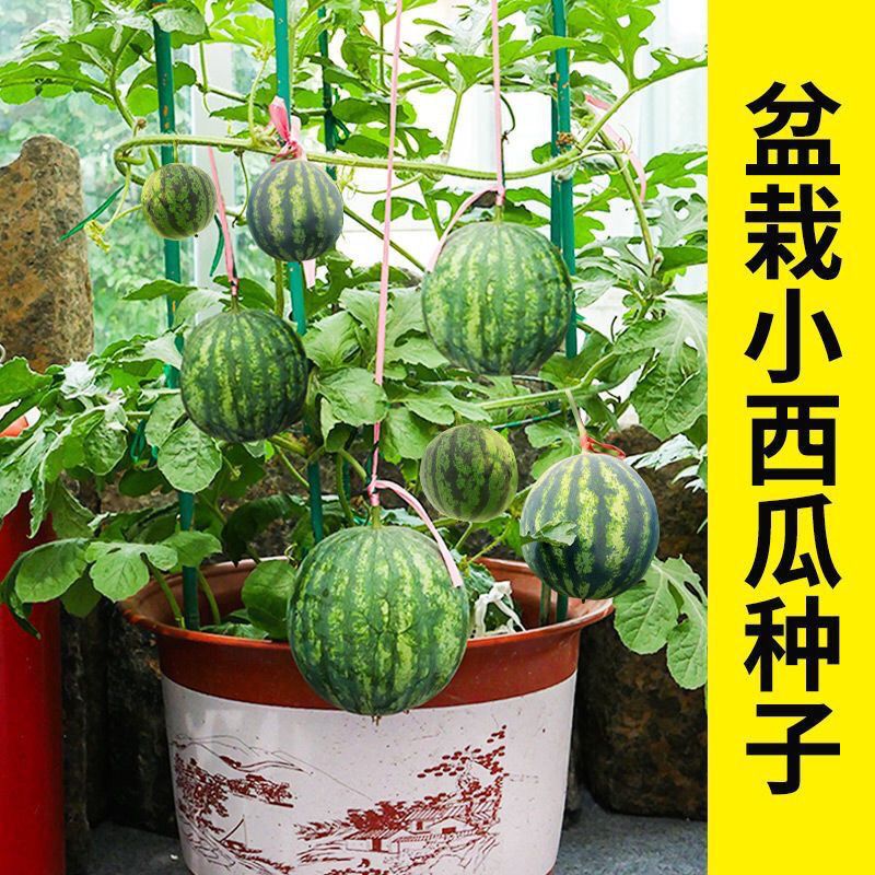 超甜蜜罐小西瓜种子无籽小西瓜种子四季种植阳台庭院盆栽薄皮西瓜
