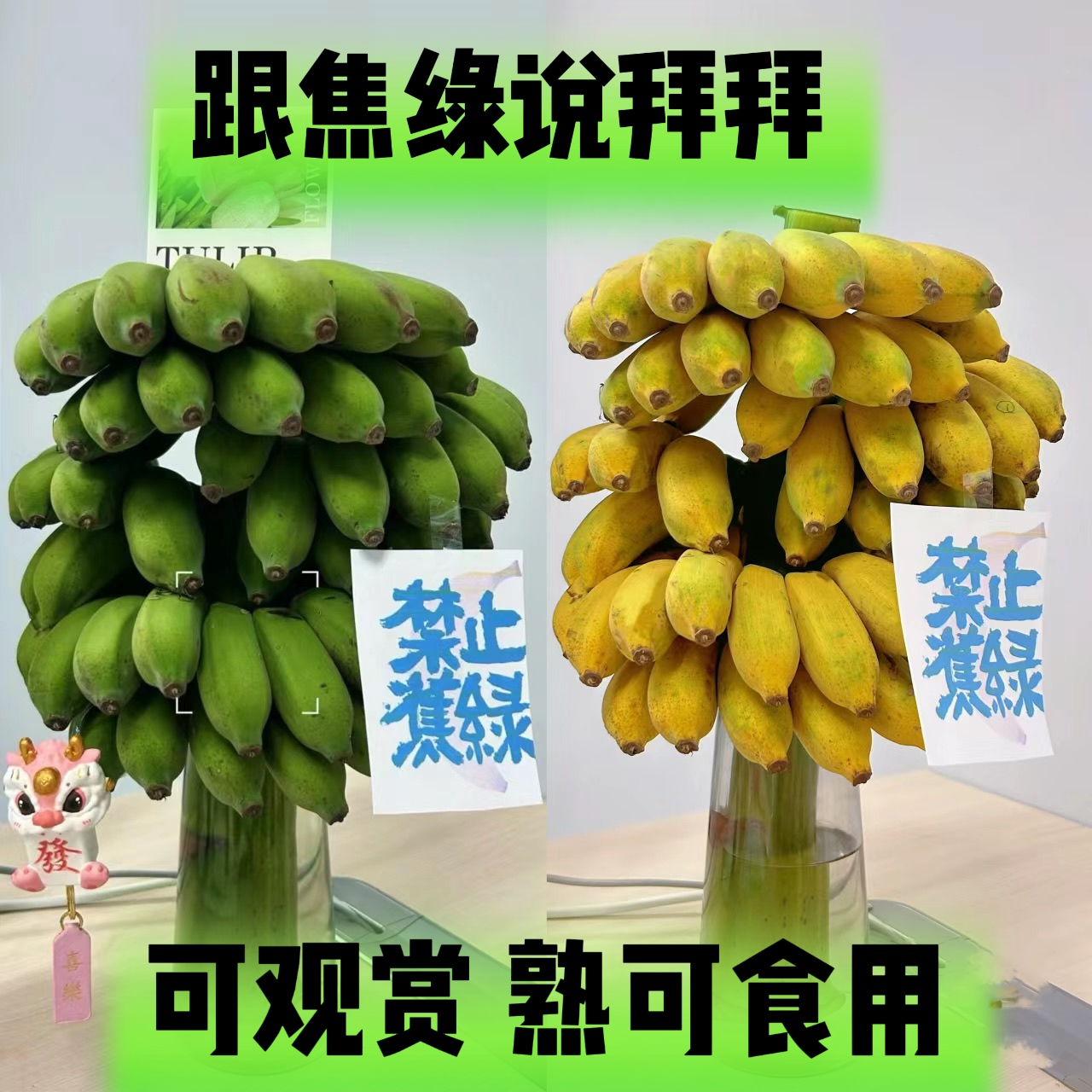 广西苹果蕉水培苹果蕉办公室水培香蕉禁止蕉绿植水培水果新鲜食用