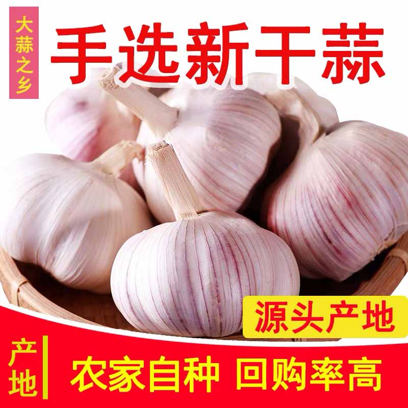 【坏果包赔】金乡紫皮干大蒜大蒜头食用辛辣100克1-5斤精选饱满大