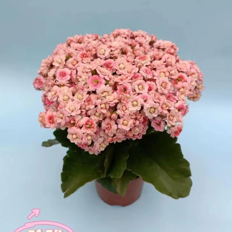 长寿花园～【 玲珑】