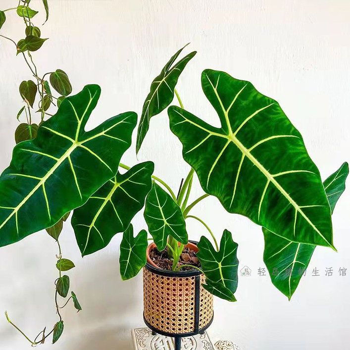 绿天鹅海芋天鹅绒竹芋稀有特级进口室内阳台庭院热植入门绿植盆栽