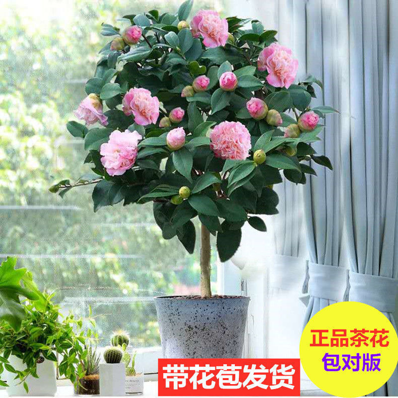 四季茶花树苗带花苞盆栽耐寒花卉植物室内绿植开花不断五色赤丹