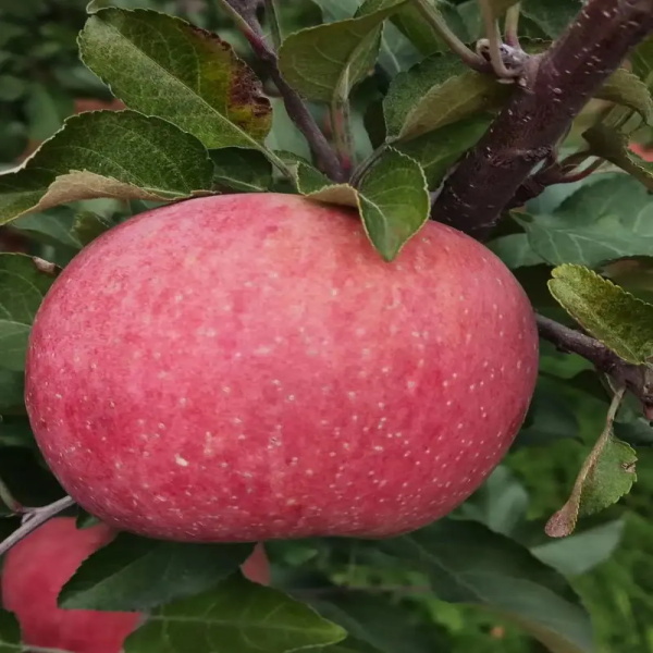 苹果苹果苹果苹果苹果苹果