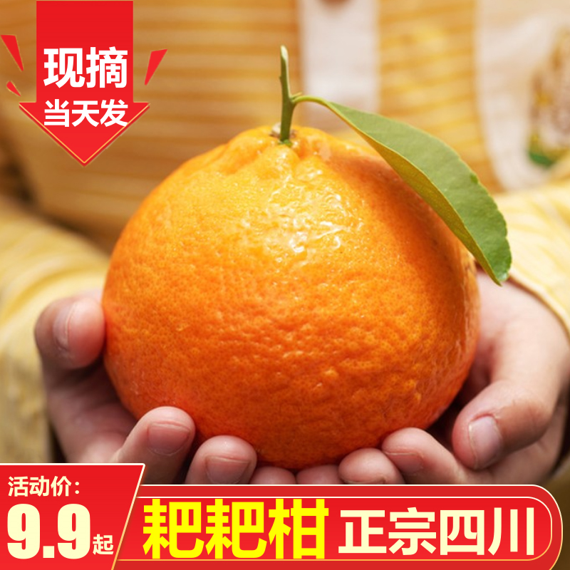 正宗四川春见耙耙柑整箱橘子水果丑橘桔子粑粑柑丑桔丑八怪新鲜甜