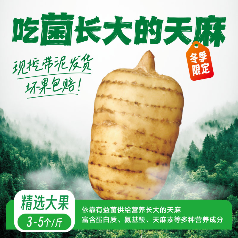新鲜天麻产地直销高山健康佳品有机非云南昭通天麻煲汤料（大果）