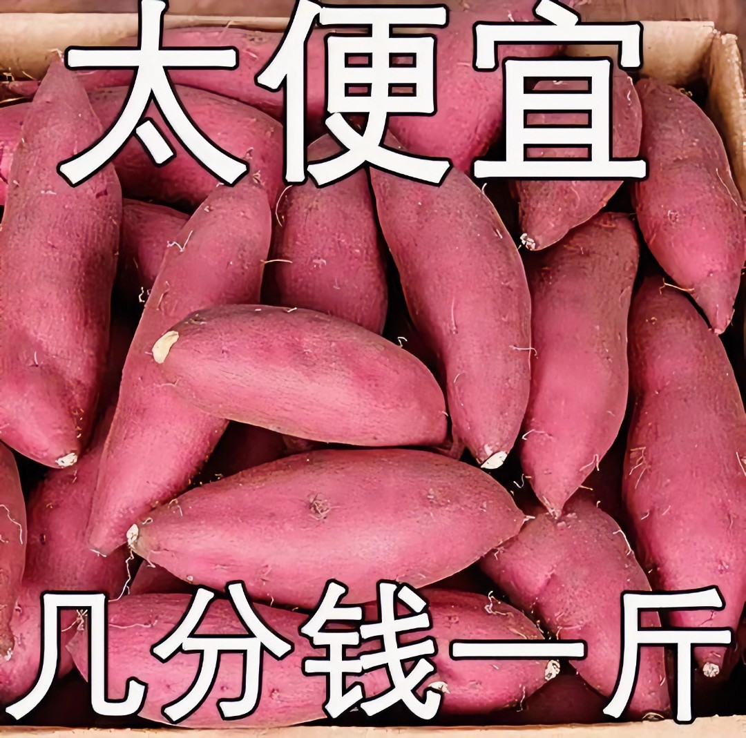 【抢购中】超甜沙地蜜薯1/10斤新鲜红薯干红薯饼板栗薯地瓜番薯烟
