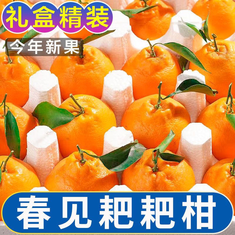 【精品果】四川春见耙耙柑现摘新鲜水果橘子批发丑橘蜜桔沃柑皇帝