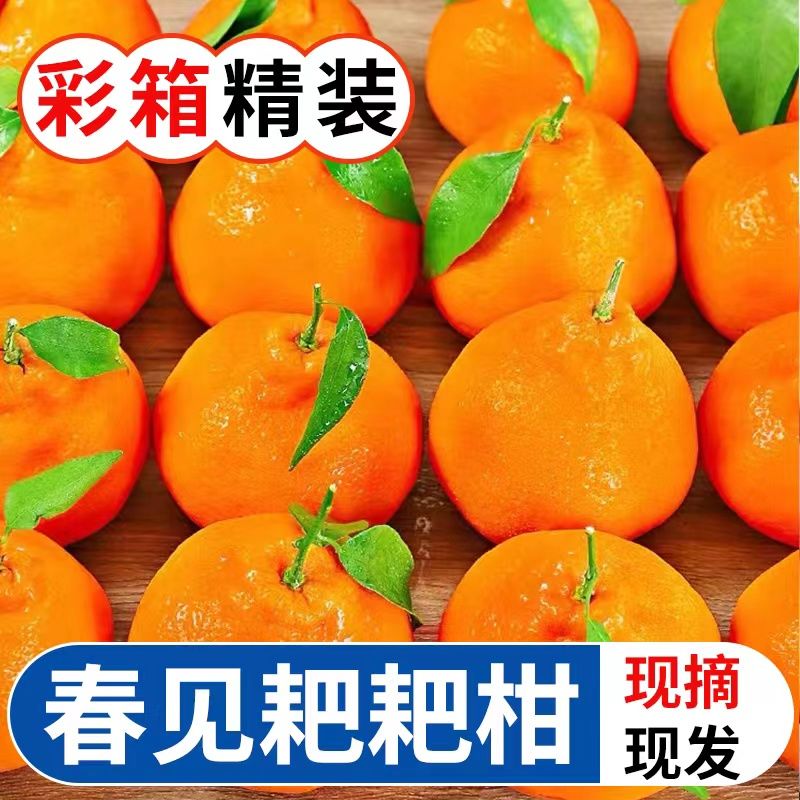 【坏果包赔】四川春见耙耙柑新鲜水果丑橘粑粑柑桔子5/8斤彩箱包邮