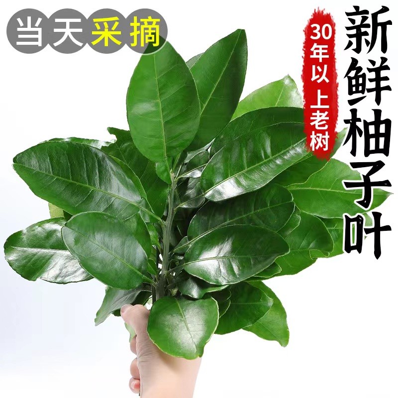 当天采摘 当天发货广东发货鲜碌柚子树叶乔迁去晦气柚子叶1把100g