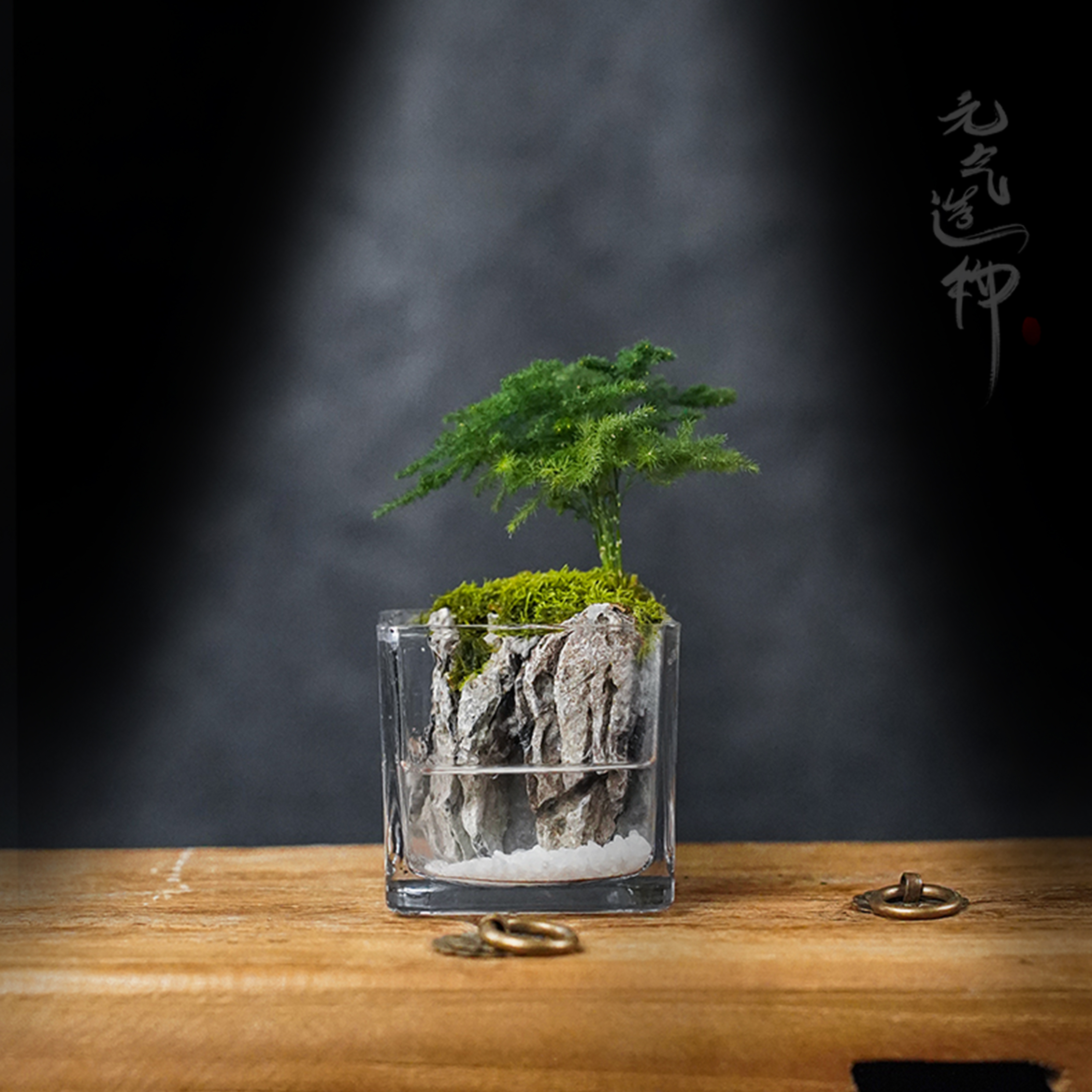 【DR】竹—成品绿植文竹微景观创意造景-缸体8*8