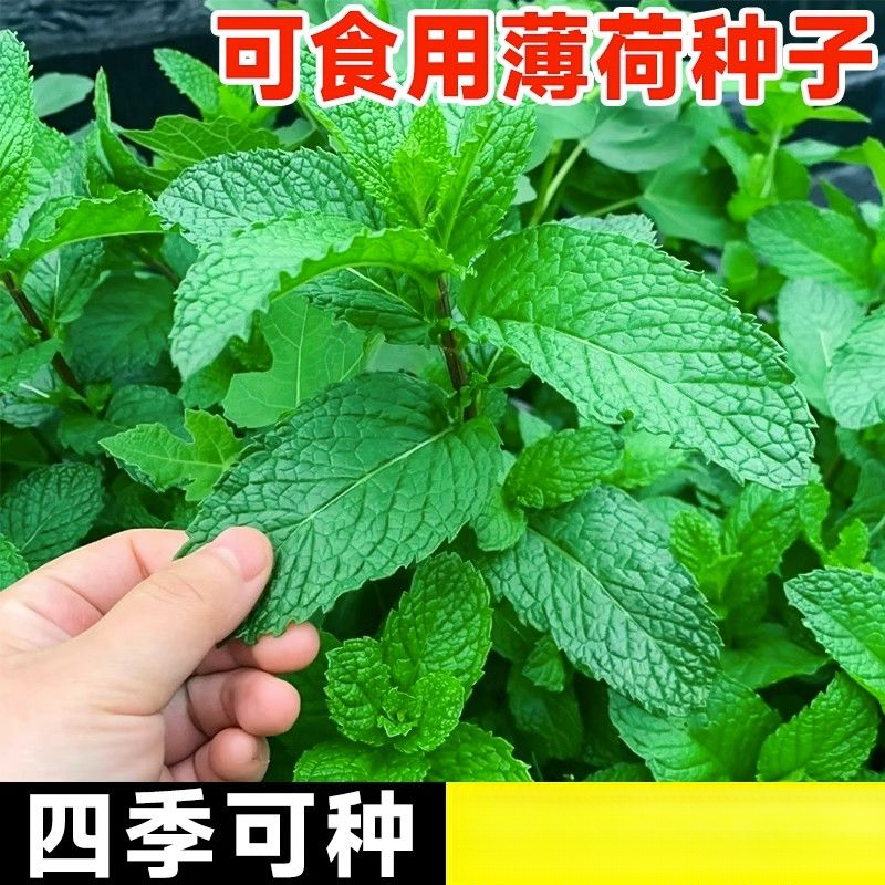 薄荷种子薄荷盆栽可食用薄荷庭院新鲜蔬菜阳台大盆四季种植花种子