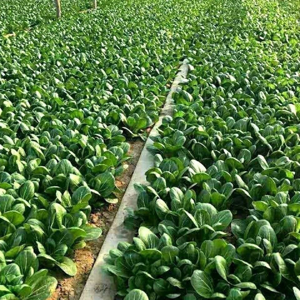 新品种北京香肉菜可采收耐寒耐热春秋四季农家青菜蔬菜