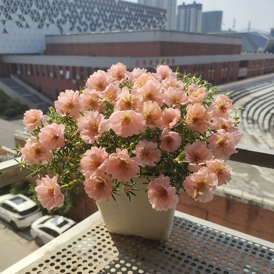 重瓣太阳花种子四季播种耐晒室内阳台庭院养植物高产花卉盆栽