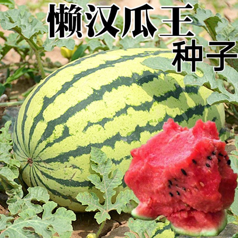 懒汉瓜王西瓜种子高产甜早熟四季播种少籽农科院水果西瓜籽