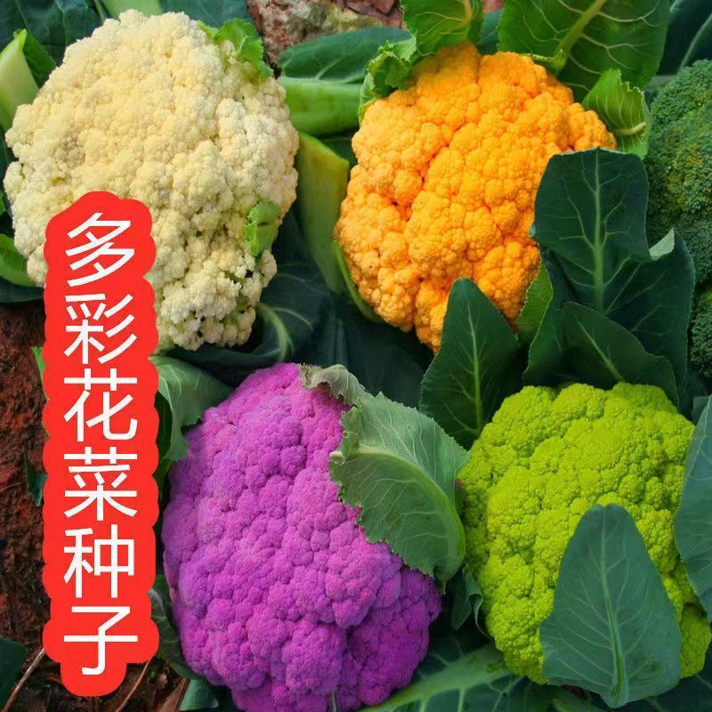 四季有机花菜种籽彩色花椰菜种子绿黄紫花菜种农家春秋季蔬菜庭院