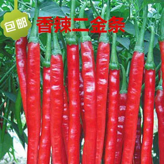香辣二荆条辣椒种子红线椒种子四川辣椒种子二荆条辣椒籽高产长