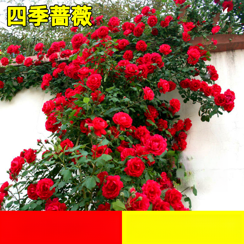 四季播蔷薇花种子爬藤月季玫瑰开花爬墙庭院花卉