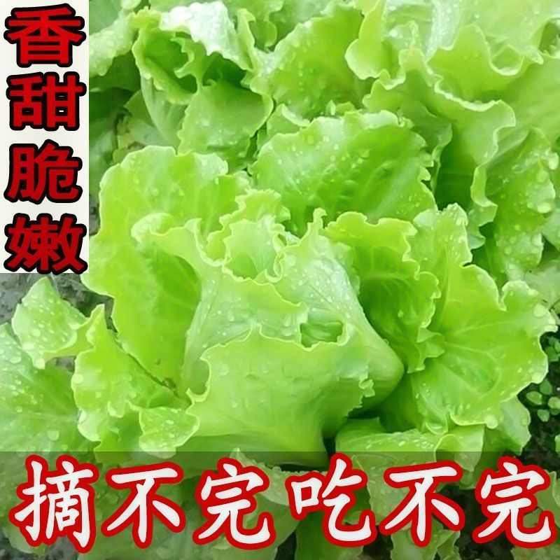 四季奶油生菜种子可生吃阳台盆栽夏季耐热蔬菜种籽农家玻璃生菜种