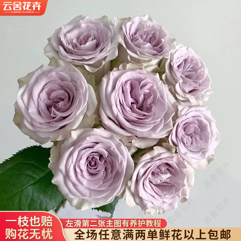 【云舍花卉】【海洋之心】单头玫瑰 任意满两单及以上鲜花包邮发货