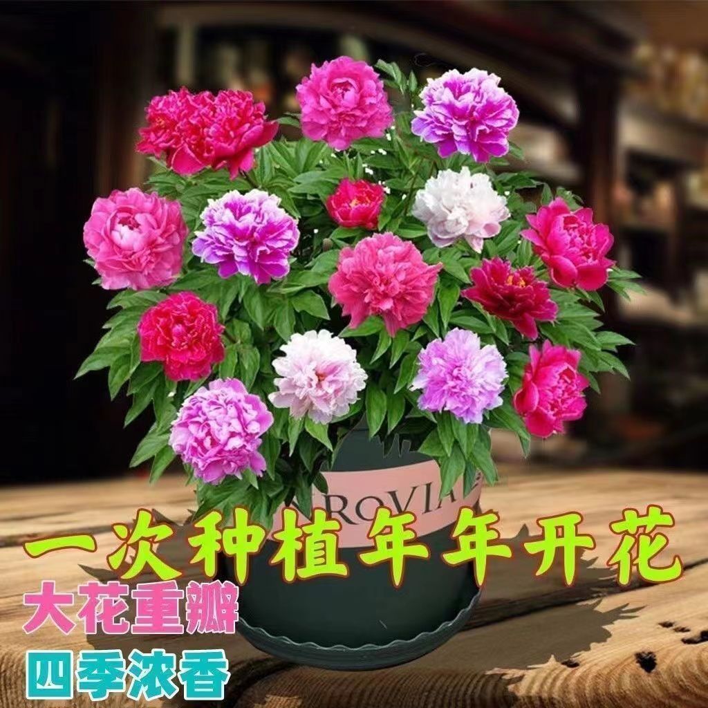 芍药花苗四季开花耐寒芍药根块室外牡丹花苗庭院阳台盆栽花卉大全