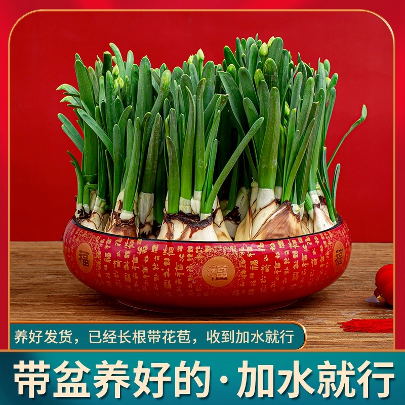 【娟专属】正宗漳州水仙花开花浓香国风红盆盆景北方耐寒