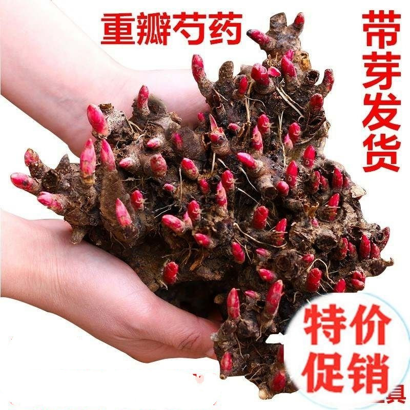 【拍一发三】重瓣芍药大根块浓香花卉正宗观赏芍药牡丹四季开花好