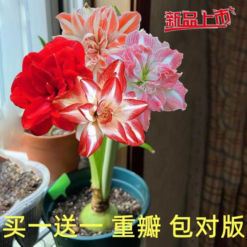 【买一送一】荷兰进口重瓣朱顶红种球大球大花球根花苗盆地栽花卉
