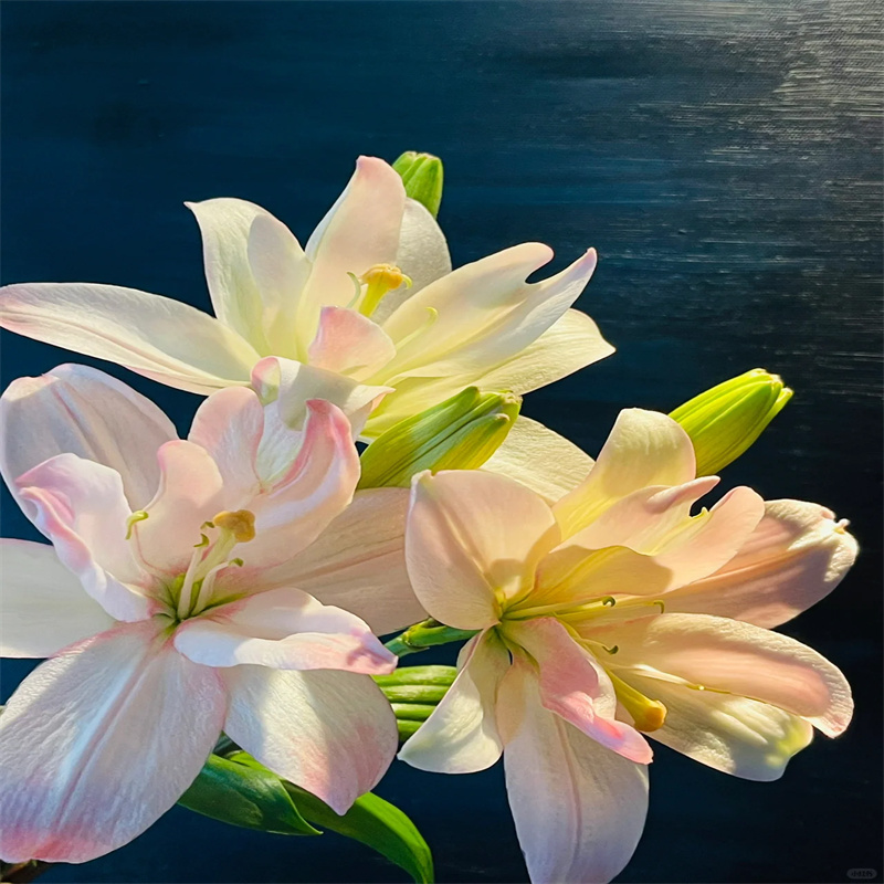 进口带芽香水百合花种球多头四季好养活盆栽植室内外花卉种子春季