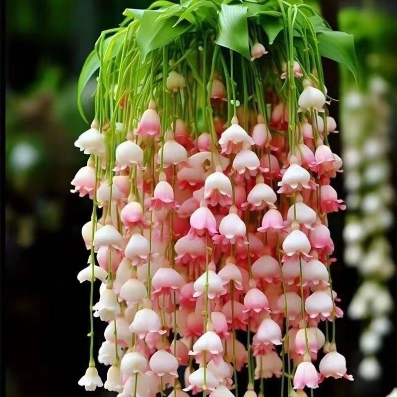 铃兰花盆栽驱蚊室内办公室绿植耐寒耐热盆栽好养阳台花卉垂吊植物