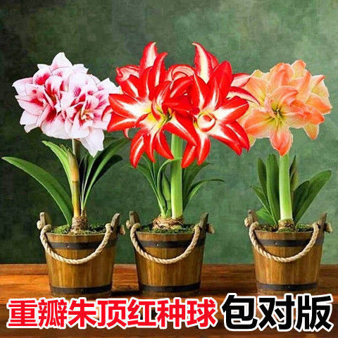 易养活荷兰进口重瓣朱顶红种球大球庭院阳台盆栽花卉四季开花植物