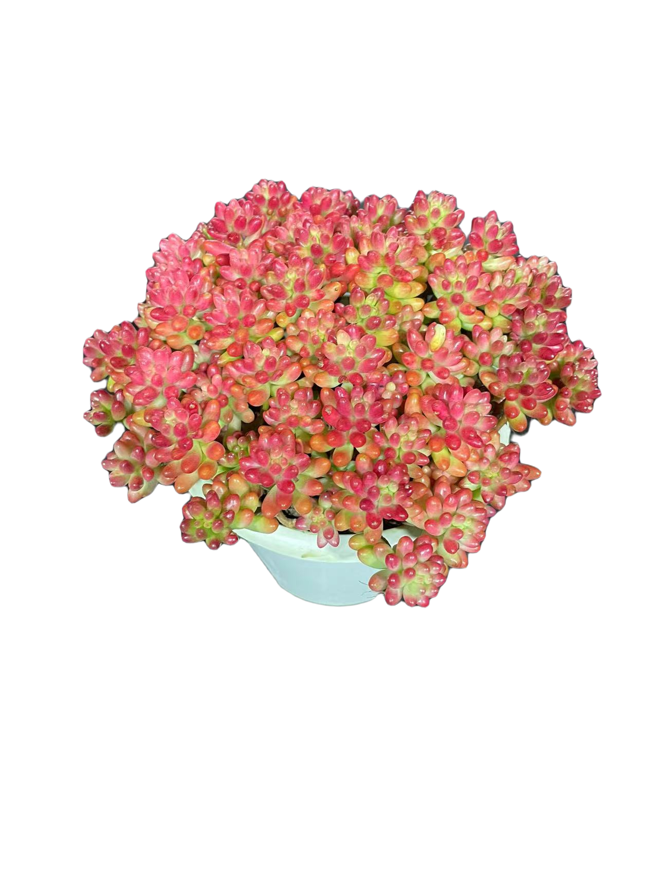 T 转运珠 精控多肉  耐寒 耐旱 喜阳 好养 秋季 红色 易爆仔 秋季