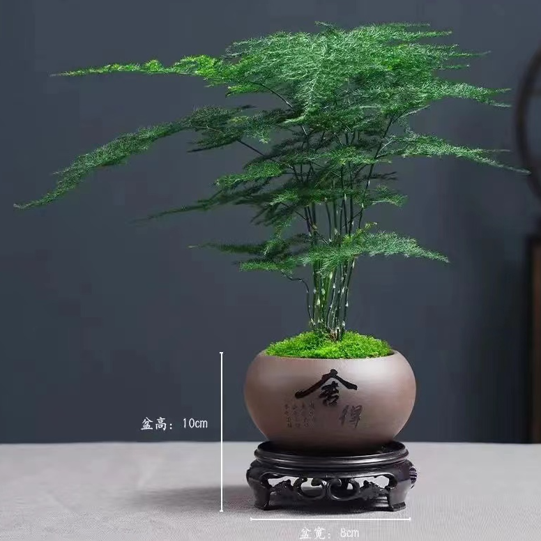 【新疆包邮】文竹盆栽植物室内花卉盆景客厅办公室云竹优雅