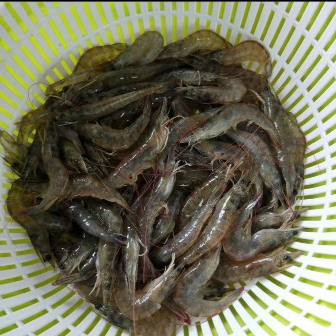 密云水库小河虾。当天无货延后一天发货！2斤起小河虾