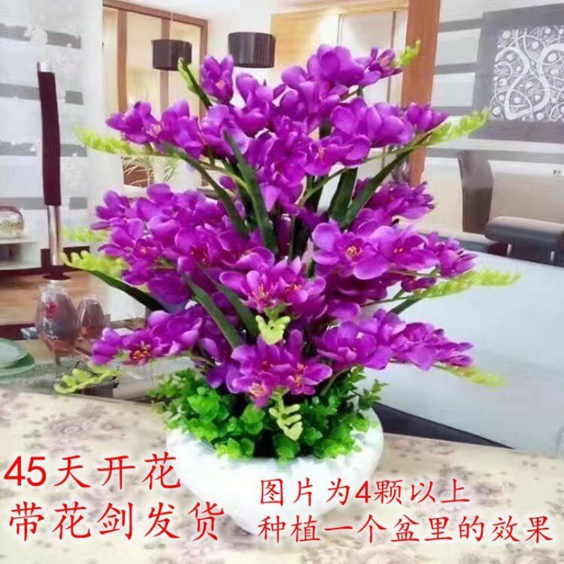 蝴蝶兰花苗批发买二送一精品带花剑大花内盆栽花卉客厅四季开花