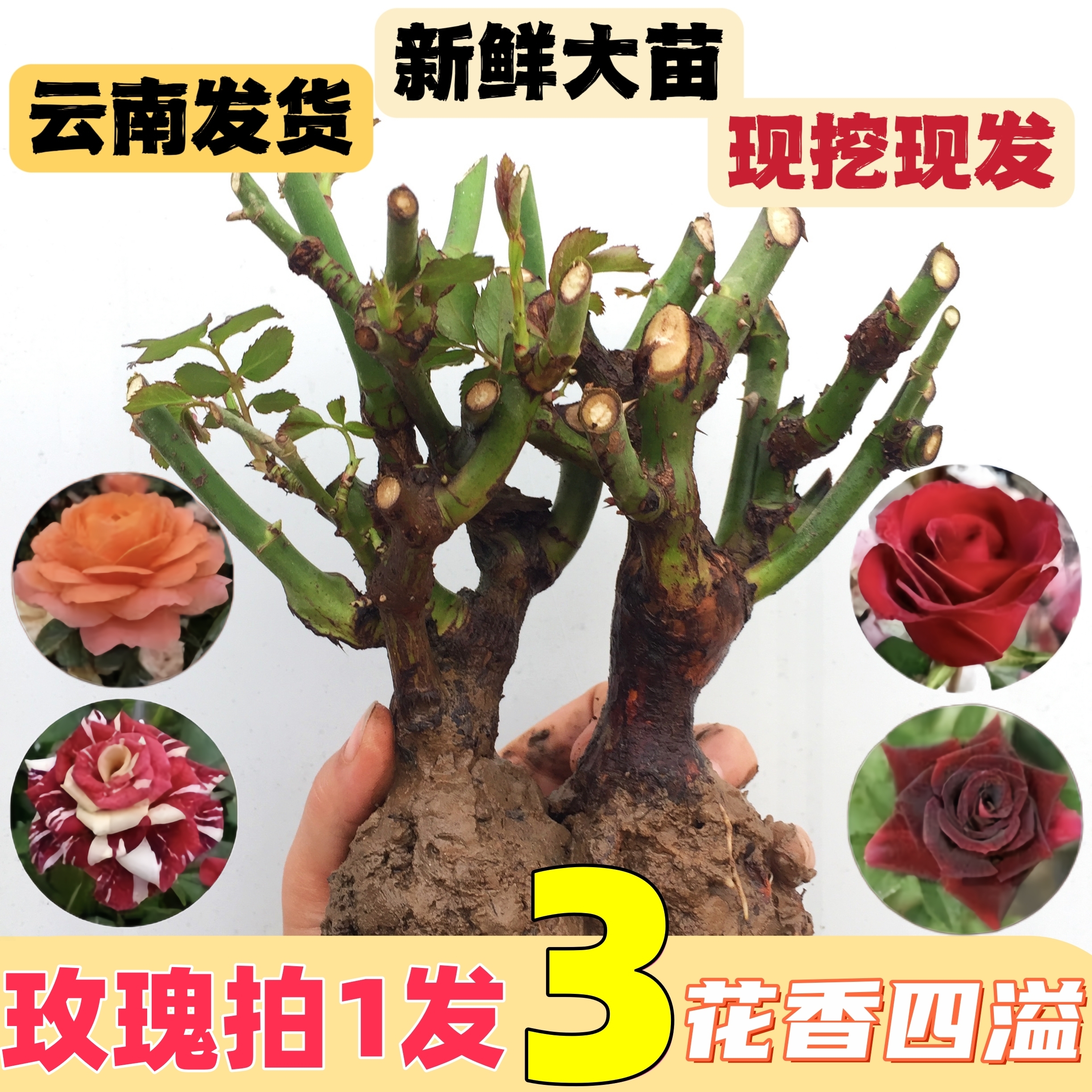 混色玫瑰老桩苗月季花苗老根多色耐寒耐热四季开花室内外阳台盆栽