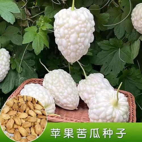 苹果苦瓜种子生吃甜脆苦瓜营养高产养生蔬菜白苦瓜小苹果水果苦瓜