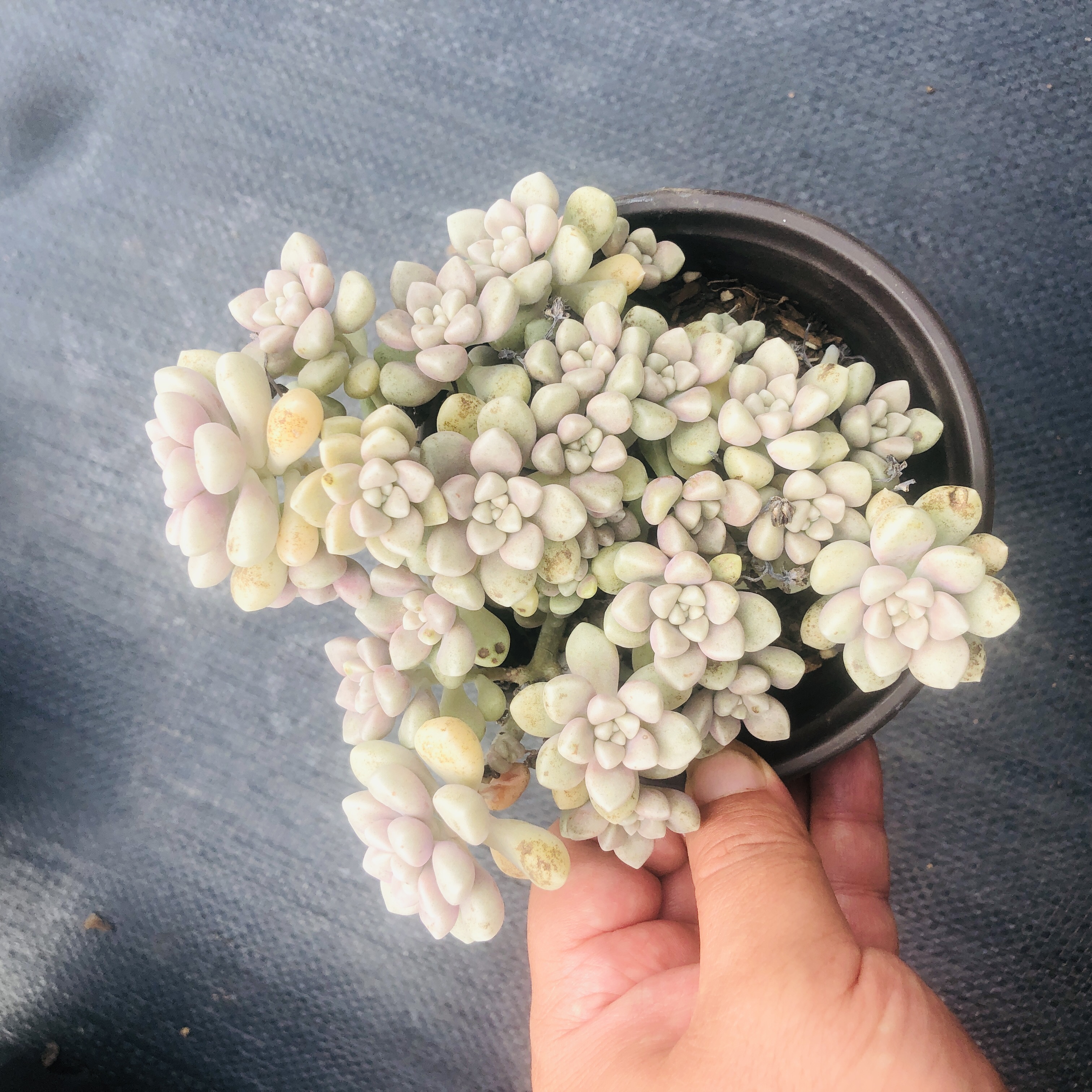 丸叶姬秋丽多肉 阳台露台绿植栽种养护 满9.9包邮