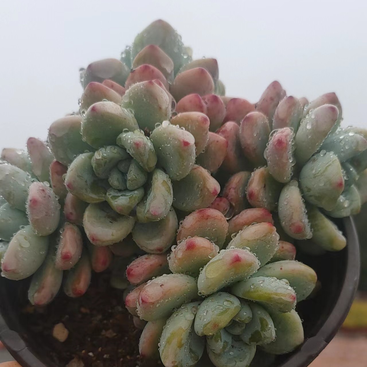劳尔多肉 阳台露台绿植栽种养护 满9.9包邮