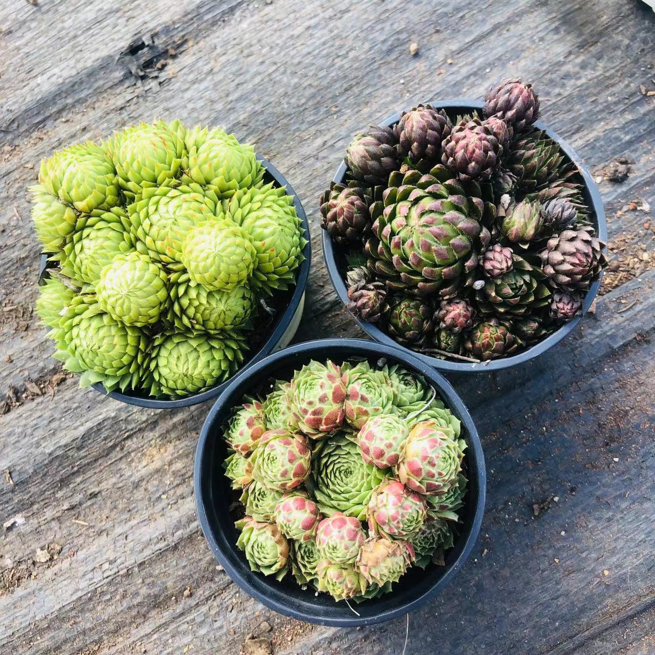 长生草系列多肉（橘子球 爱德华 彩蛋） 绿植栽种 满9.9包邮