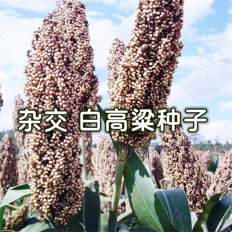 山西白糯高粱种子食用矮高粱种子白高梁种子高产春播白高粱种子