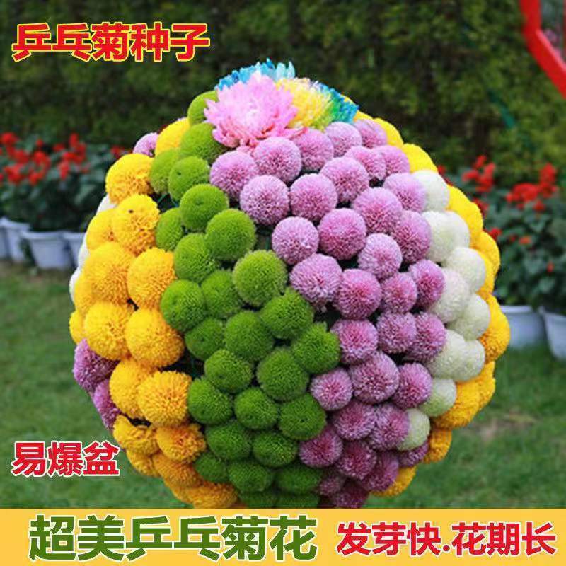 【乒乓菊菊花种子】花籽球行四季易种活室内外阳台鲜花盆栽种子L4