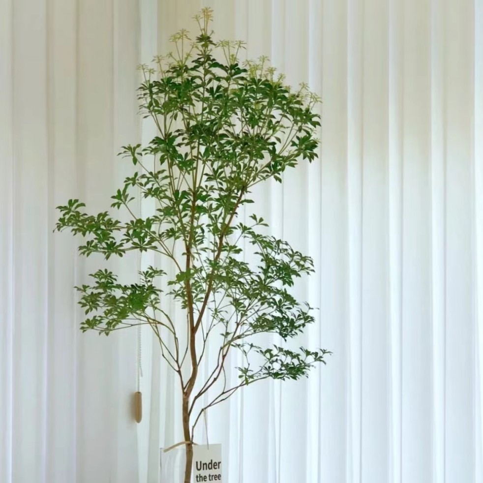 【凡植】一物一拍链接-FAN-进口精品马醉木高品质鲜切枝叶水培绿植