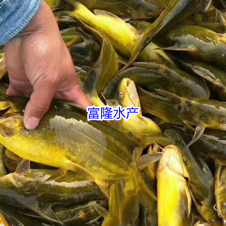 杂交黄骨鱼黄蜡丁黄蜂鱼大小规格渔场直发包运活品种鱼塘运输地区