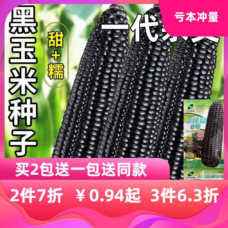 黑甜糯玉米种子黑糯玉米香甜糯玉米种鲜食苞米非转基因黑玉米批发
