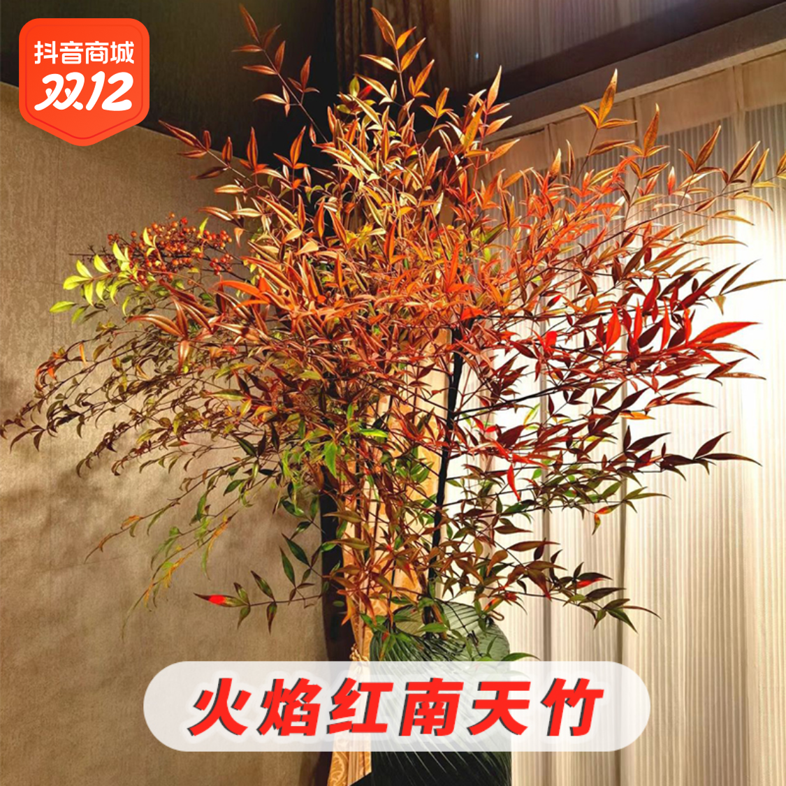 【拍一发三】南天竹火焰红四季鲜切水培植物好养高颜值室内花卉发货