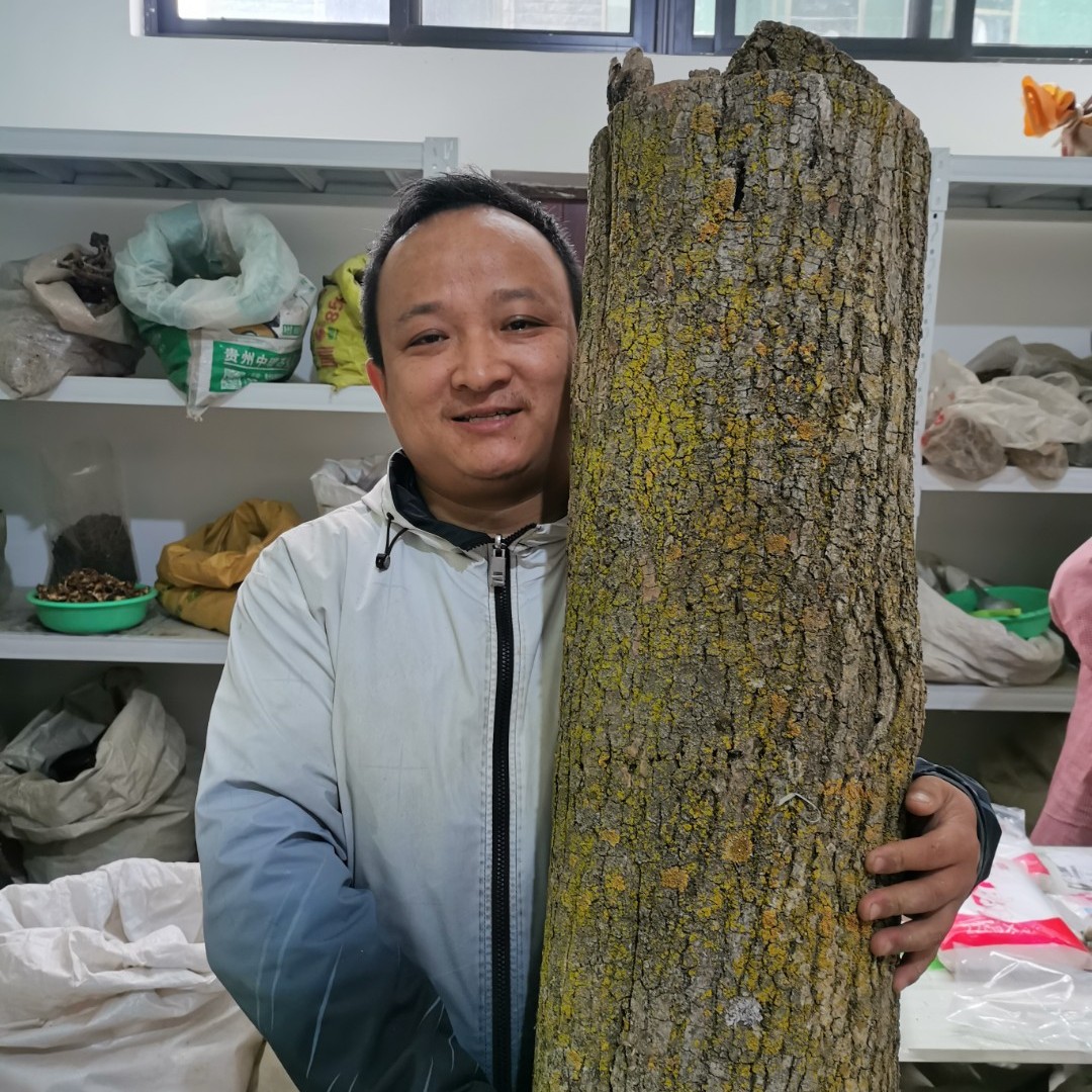 杜-Z中 甘肃种植的 已刮粗皮未刮的都有