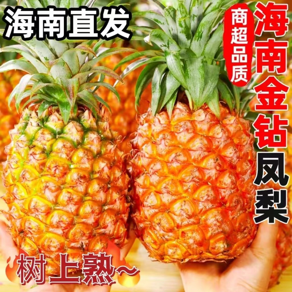海南正宗金钻凤梨香甜多汁无需挖孔