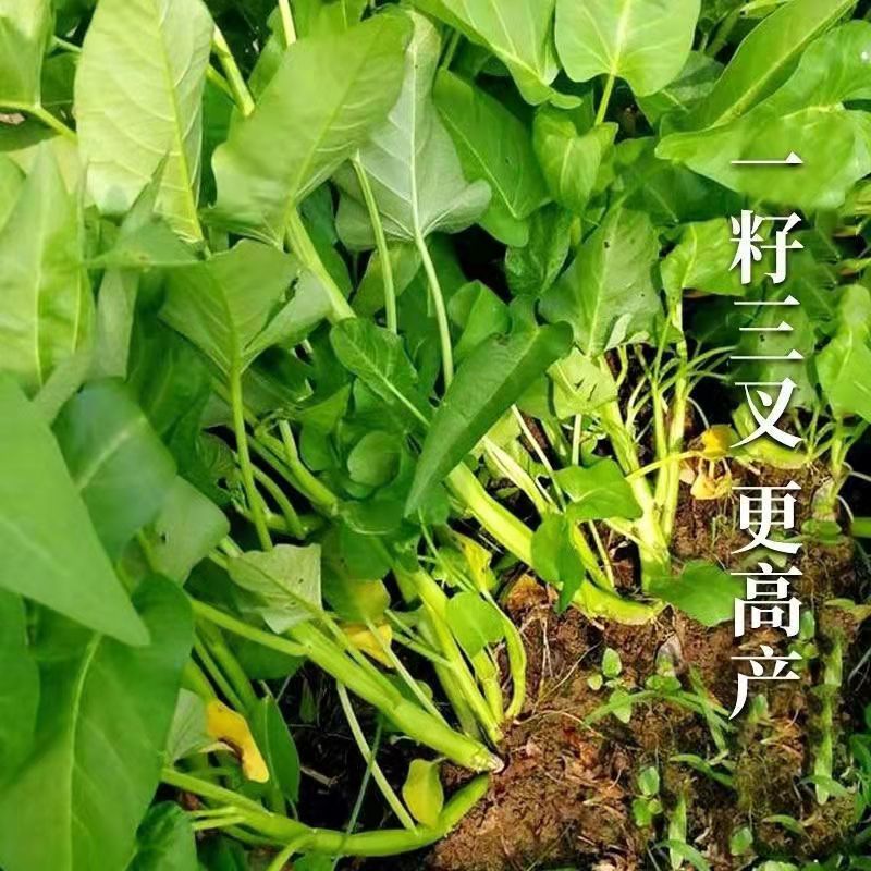 三叉空心菜种子三丫大杆耐热高产叶脆嫩阳台盆栽农家四季蔬菜种子
