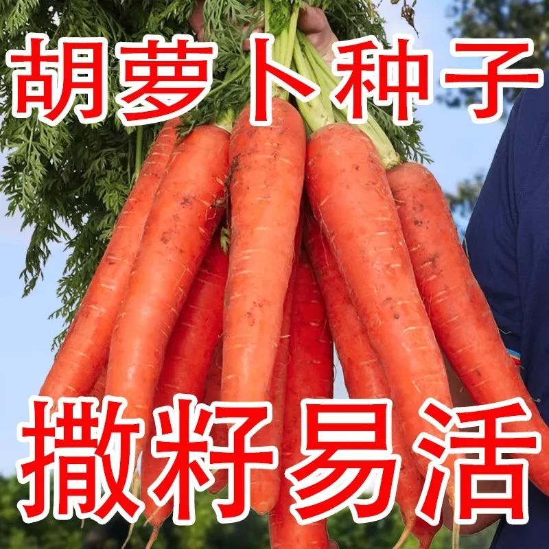 胡萝卜种子籽种萝卜种籽红胡罗卜四季蔬菜种子农家种孑菜种籽