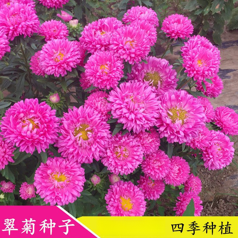 菊花种子七彩翠菊种子重瓣四季阳台庭院盆栽易活花草翠菊花卉种子